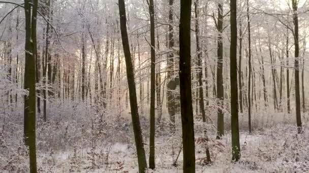 森の中の美しい冬の日 — ストック動画