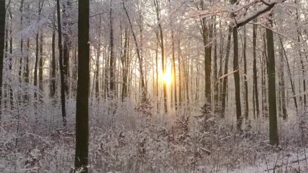 Όμορφη Χειμωνιάτικη Μέρα Στο Δάσος — Αρχείο Βίντεο