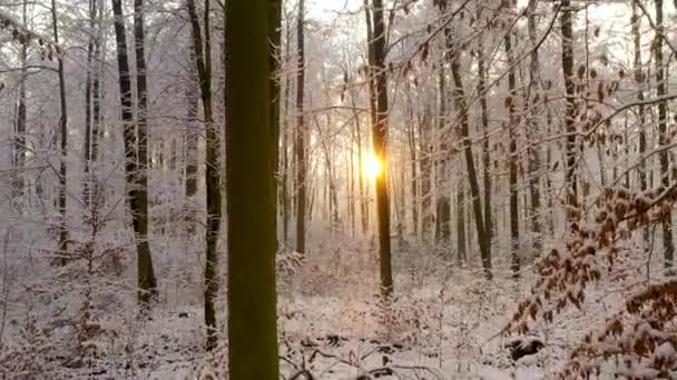 Schöner Wintertag Wald — Stockvideo