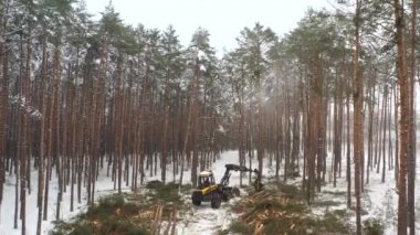 Ağaçları kesen orman makineleri - hava görüntüleri