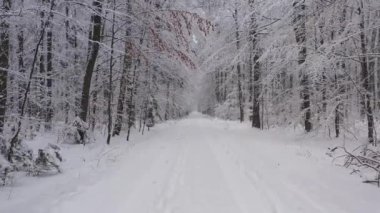 Ormanda güzel bir kış günü 
