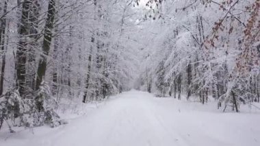 Ormanda güzel bir kış günü 