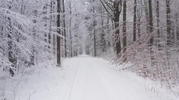 Прекрасный Зимний День Лесу — стоковое видео