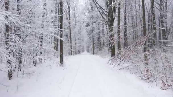Прекрасный Зимний День Лесу — стоковое видео