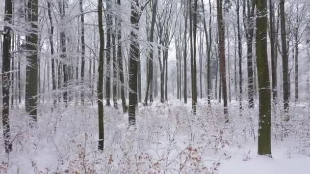 Prachtige Winterdag Het Bos — Stockvideo