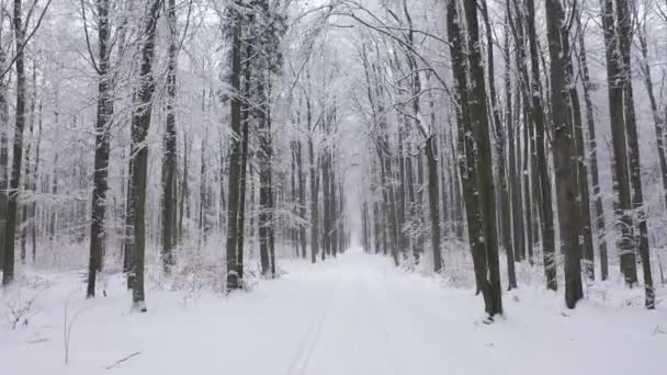 Gyönyörű Téli Nap Erdőben — Stock videók