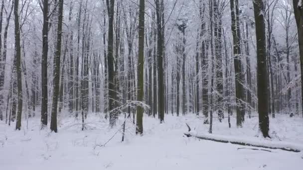 Schöner Wintertag Wald — Stockvideo