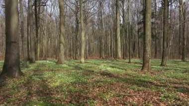 Sarı sonbahar ormanı hava görüntüleri