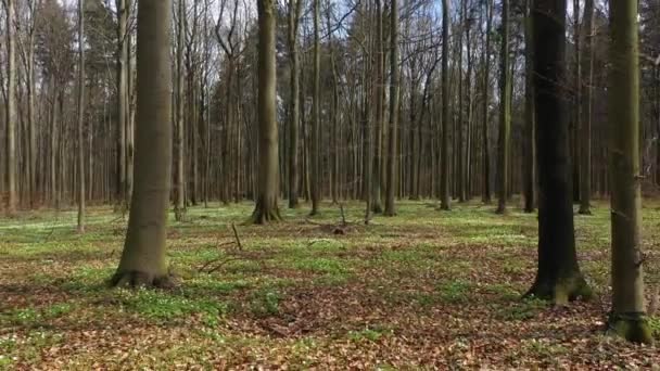 Żółta Jesień Leśne Zdjęcia Lotnicze — Wideo stockowe