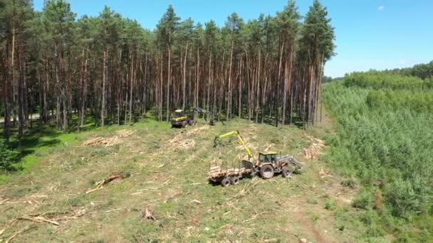 Máquina Florestal Colheitadeira Árvores Corte — Vídeo de Stock