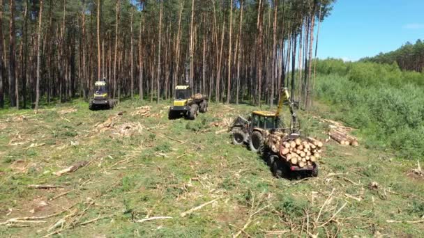 Récolteuse Machines Forestières Coupe Arbres — Video