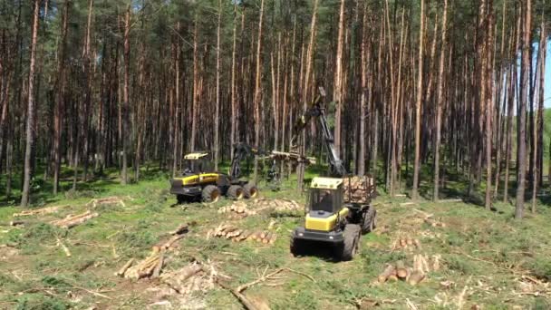 Forestry Machine Harvester Cutting Trees — Stock Video