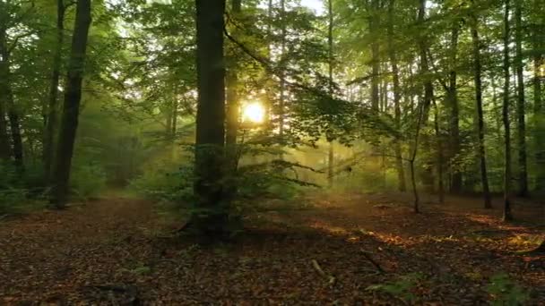 Bella Luce Del Sole Nella Foresta Verde — Video Stock