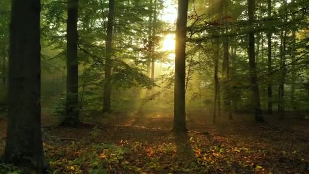 Bella Luce Del Sole Nella Foresta Verde — Video Stock