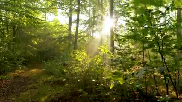 Piękne Słońce Zielonym Lesie — Wideo stockowe