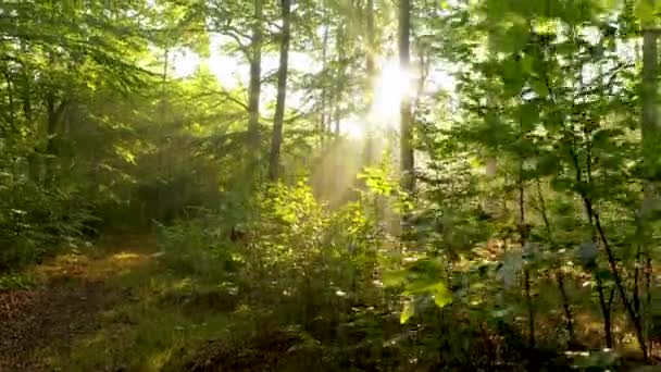 Bella Luce Del Sole Nella Foresta Verde — Video Stock