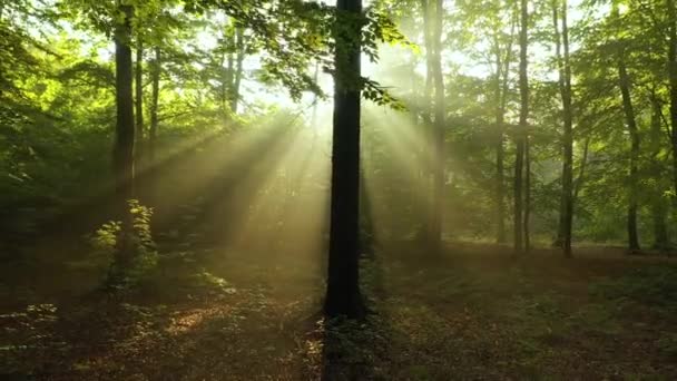 Belle Lumière Soleil Dans Forêt Verte — Video