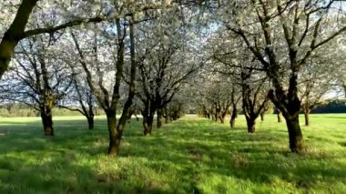 Kiraz bahçesinde güzel bir bahar günü