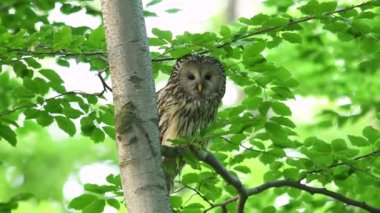 Ural baykuş (Strix uralensis) kapat