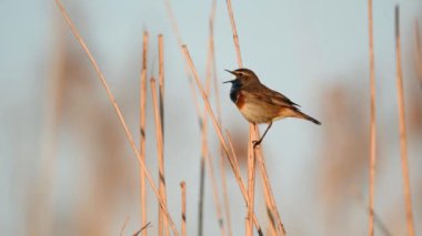 Bluethroat kuşu yaklaş. ( Luscinia svecica )