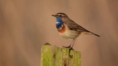 Bluethroat kuşu yaklaş. ( Luscinia svecica )