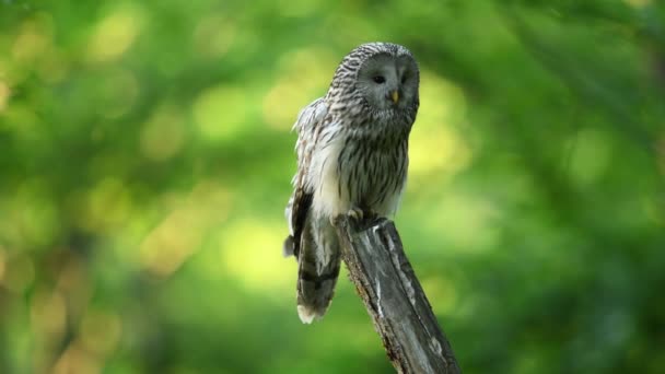 Ural Owl Strix Uralensis Close — Stock video