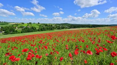 Kırmızı gelincik tarlasında güzel bir gün