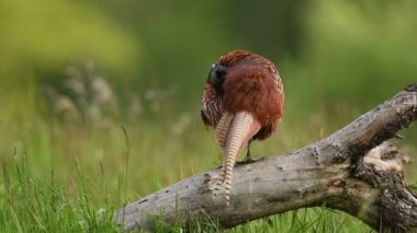 Halka yakalı Sülün (Phasianus colchicus) erkek