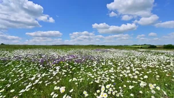 Beautiful Sunrise Flower Fields — Vídeo de Stock