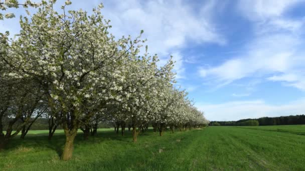 Belle Journée Printemps Dans Verger Cerisiers — Video