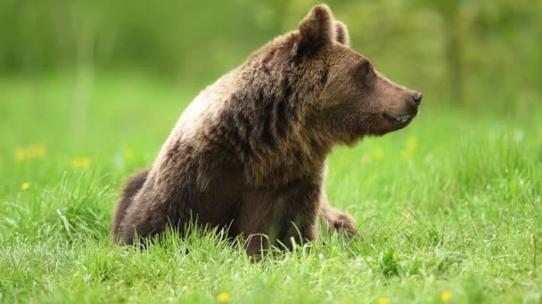 野生棕熊 Ursus Arctos — 图库视频影像
