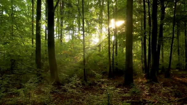 Schönes Sonnenlicht Grünen Wald — Stockvideo