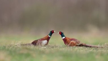 Halka yakalı Sülün (Phasianus colchicus) 