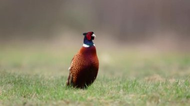 Halka yakalı Sülün (Phasianus colchicus) 