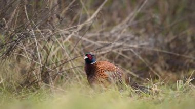 Halka yakalı Sülün (Phasianus colchicus) erkek