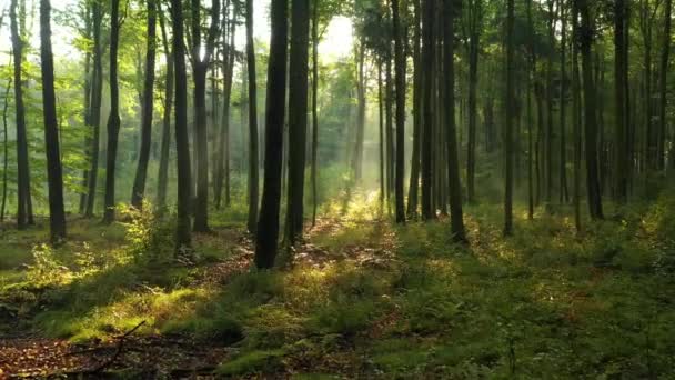 Belle Lumière Soleil Dans Forêt Verte — Video