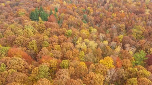 Φθινόπωρο Στο Δάσος Εναέρια Πλάνο — Αρχείο Βίντεο