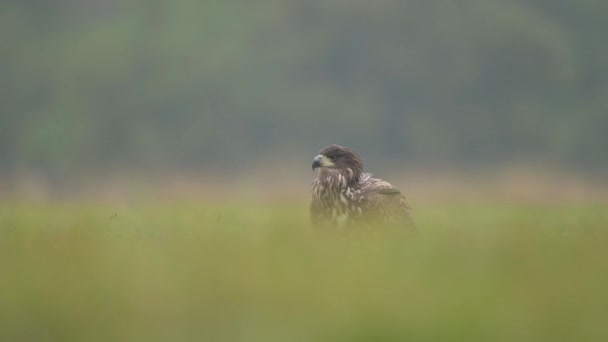 Myszołów Zwyczajny Buteo Buteo Zbliżenie — Wideo stockowe