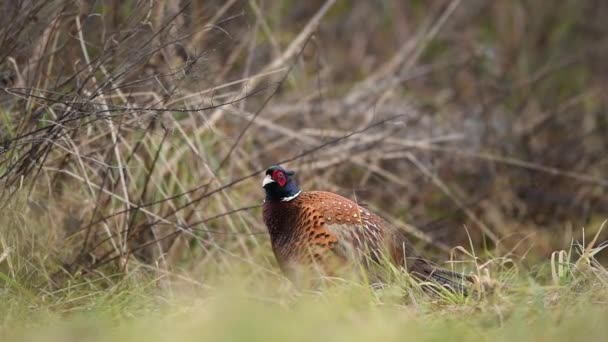 Ringhalsfasan Phasianus Colchicus Männchen — Stockvideo