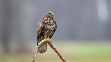 Yaygın akbaba (Buteo buteo) kapat