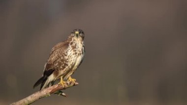 Yaygın akbaba (Buteo buteo) kapat