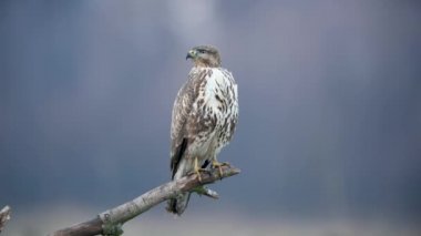 Yaygın akbaba (Buteo buteo) kapat