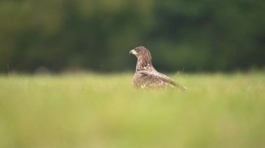 Yaygın akbaba (Buteo buteo) kapat