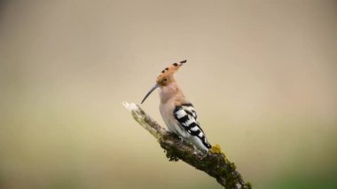 Avrasya hupoe kuşu yakın çekim (Upupa epops )