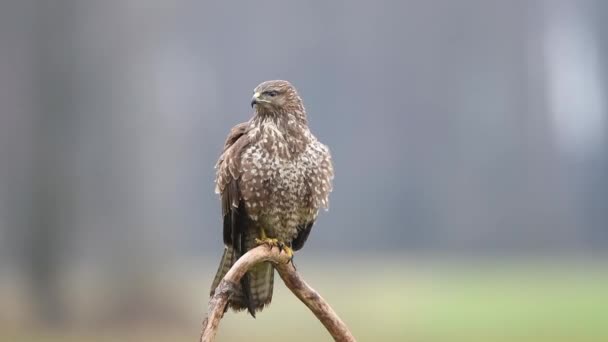 Mäusebussard Buteo Buteo Aus Nächster Nähe — Stockvideo