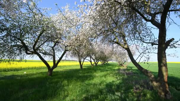 Piękny Wiosenny Dzień Wiśniowym Sadzie — Wideo stockowe