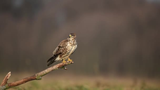 Yaygın Akbaba Buteo Buteo Kapat — Stok video