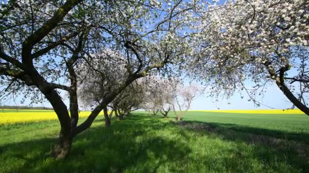 Belle Journée Printemps Dans Verger Cerisiers — Video