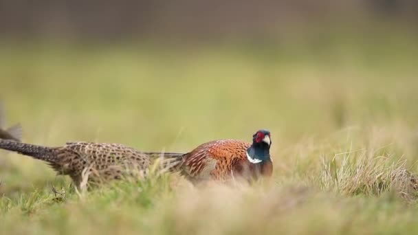 Ringneck Pheasant Phasianus Colchicus — Stock Video