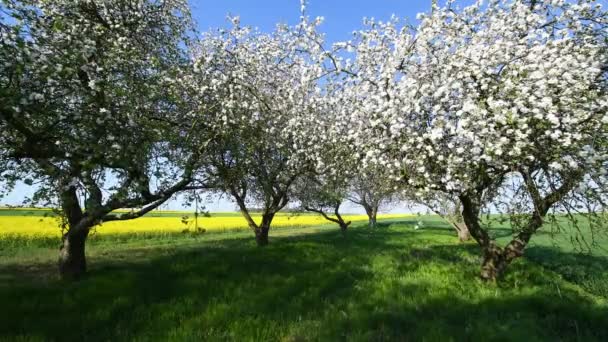 Beautiful Spring Day Cherry Orchard — Stock Video